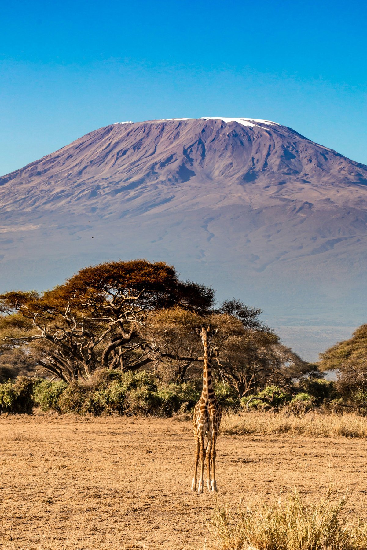 Amboseli National Park with Mount Kilimanjaro