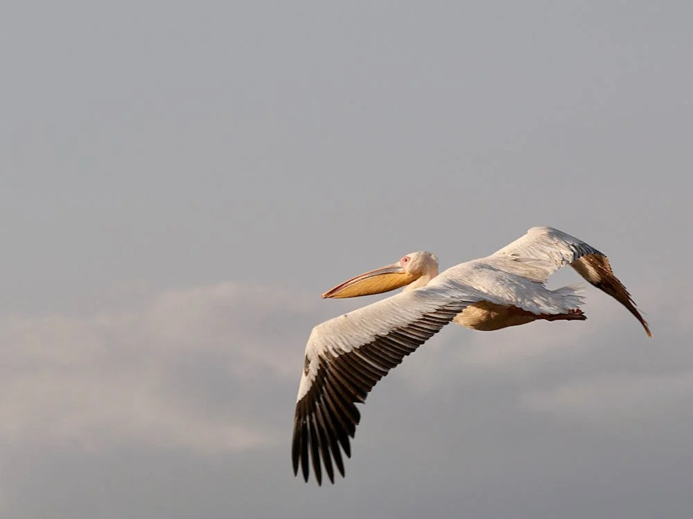 Birdwatching in Arusha National Park