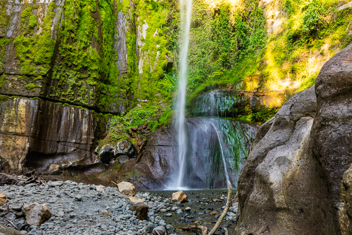 Montane forest in Arusha National Park