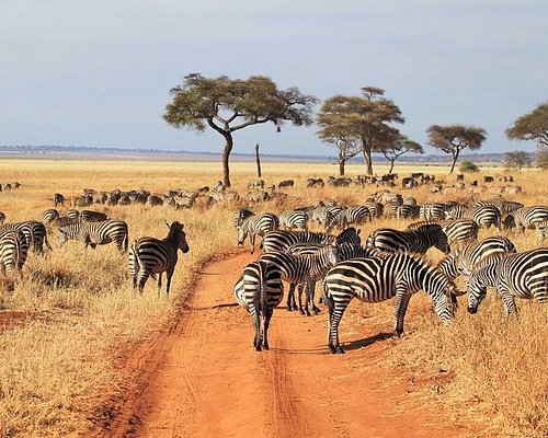 Wildlife and landscape in Arusha National Park