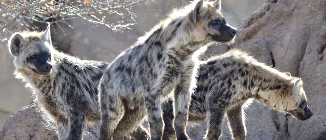 Burundi wildlife