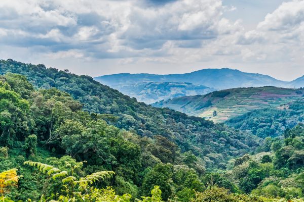 Bwindi Impenetrable Forest