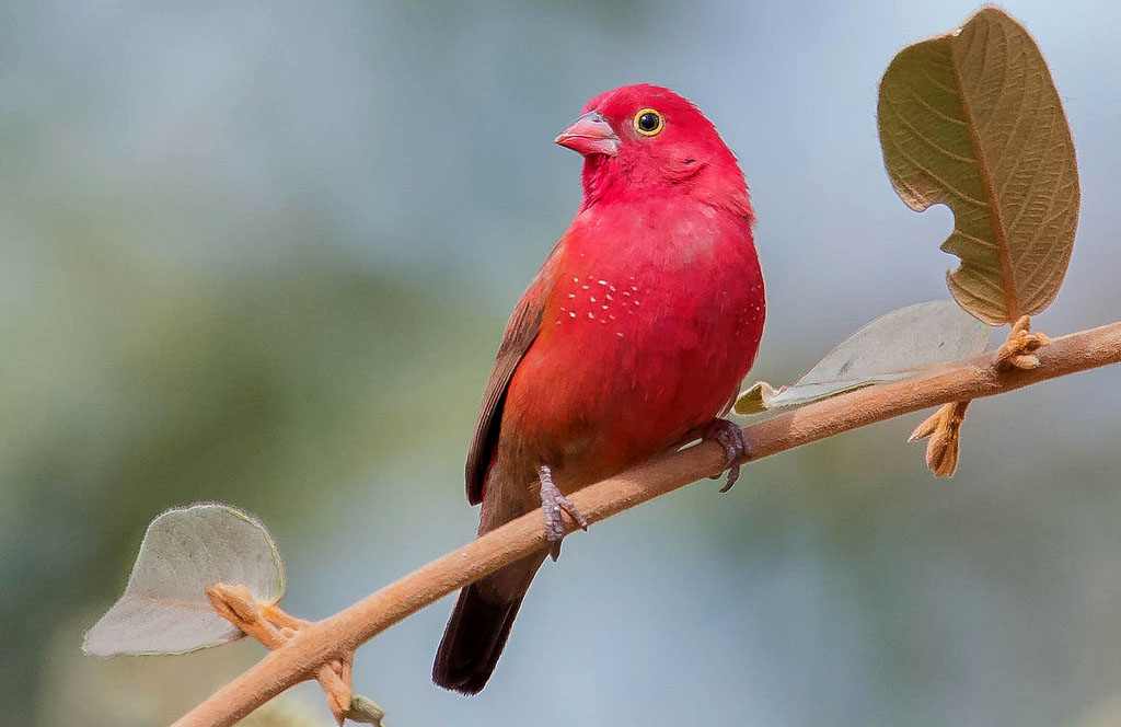 Birdwatching in Gombe National Park