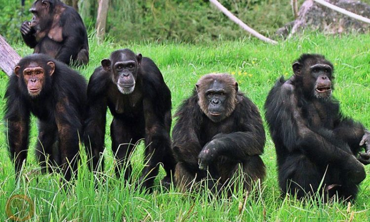 Chimpanzees in Gombe National Park