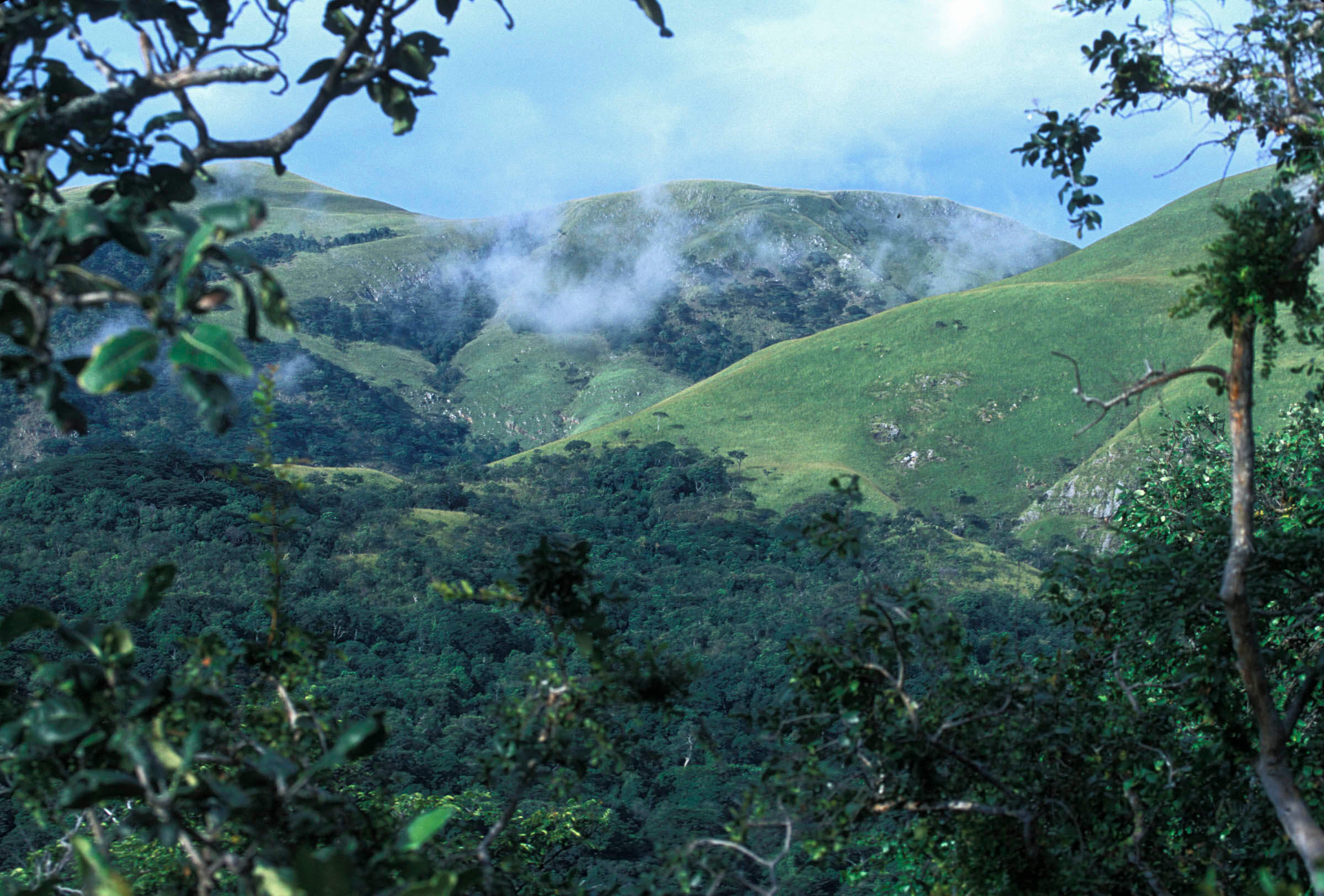 Forest landscape in Gombe National Park