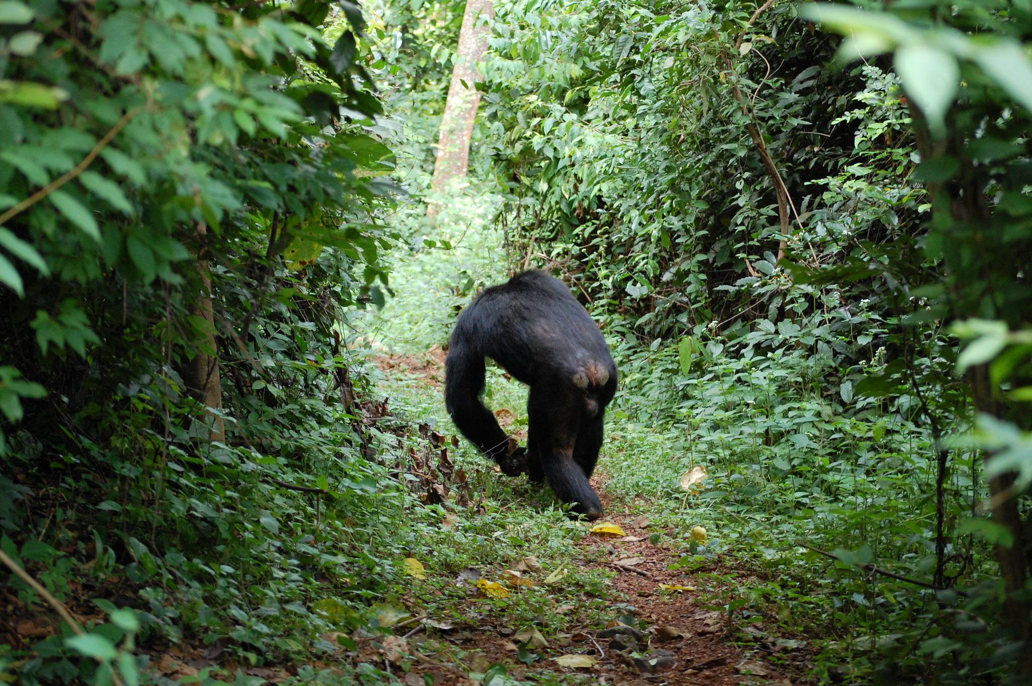 Wildlife and forest landscape in Gombe National Park