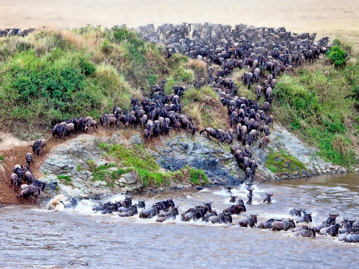 Great Migration in Serengeti