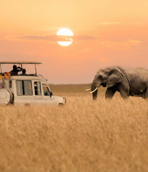 Kenya safari landscape and wildlife