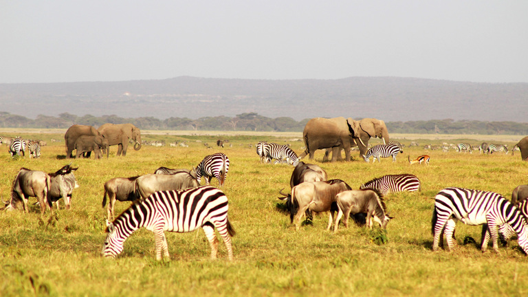 Wildlife safari experience in Kenya