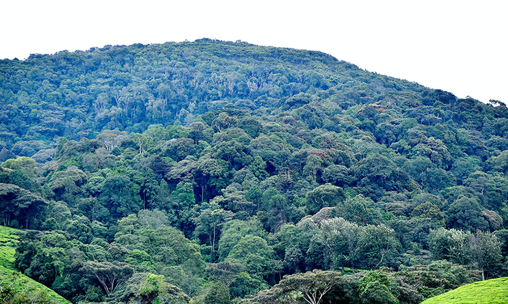 Kibira National Park