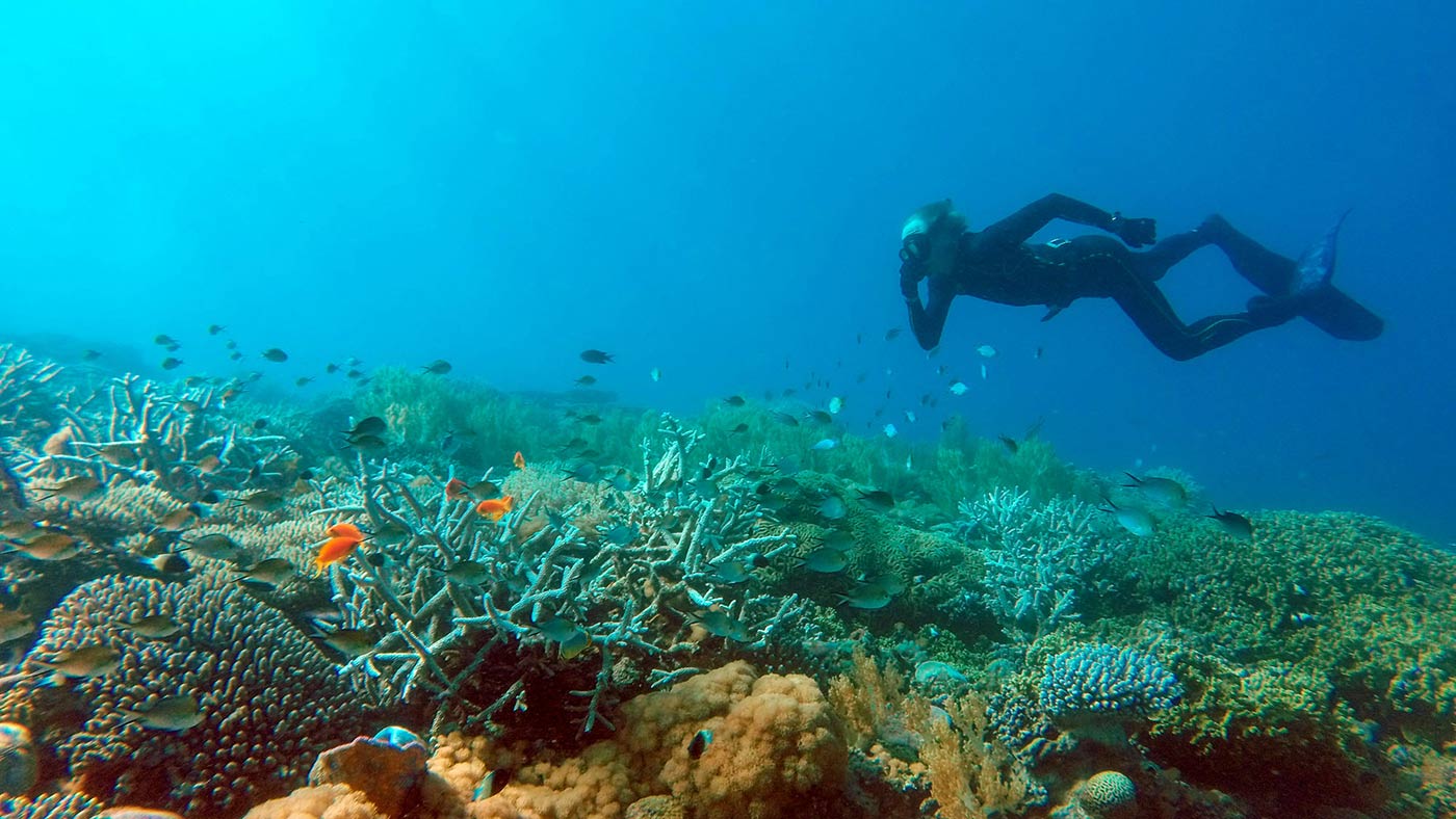 Diving in Mafia Island