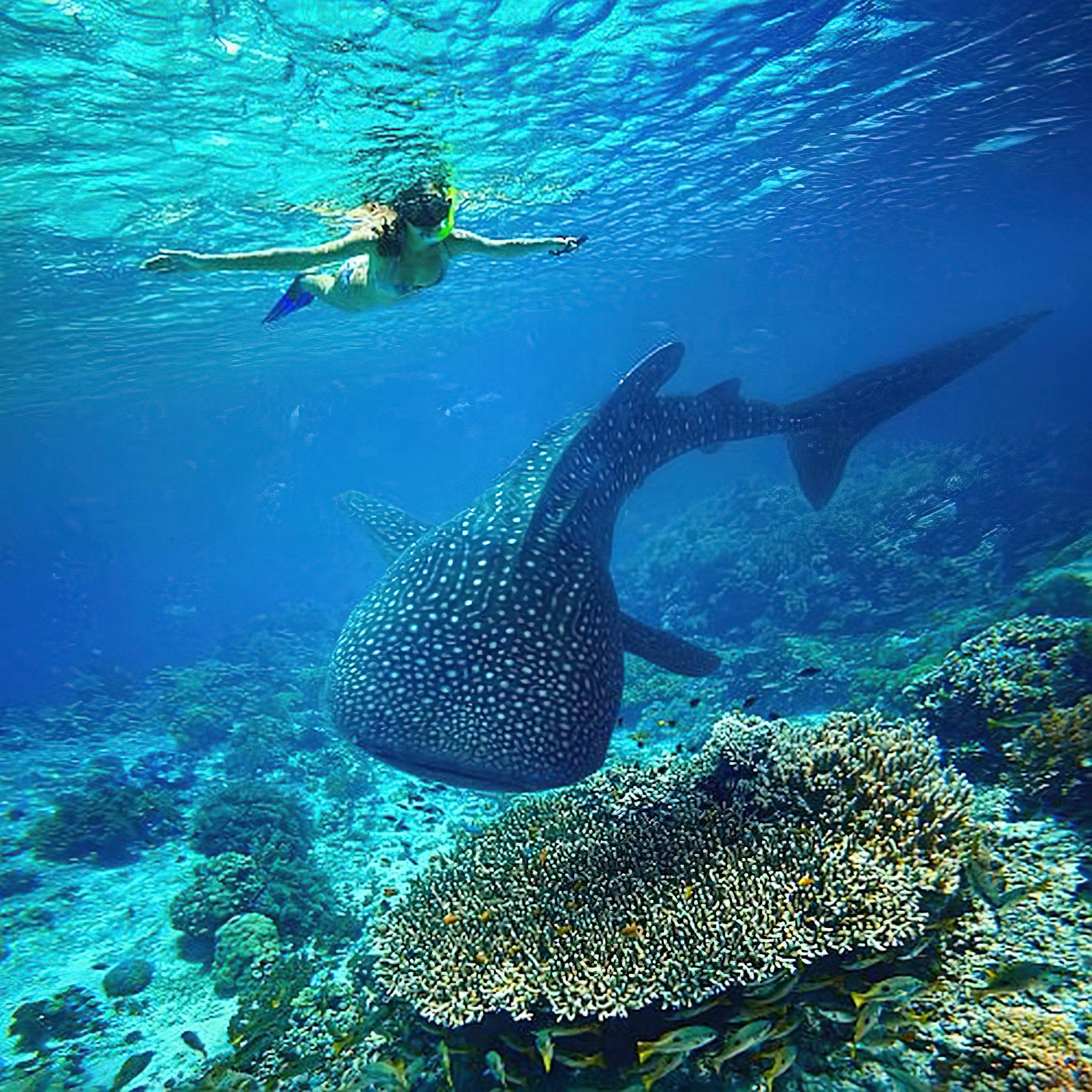 Whale shark experience in Mafia Island