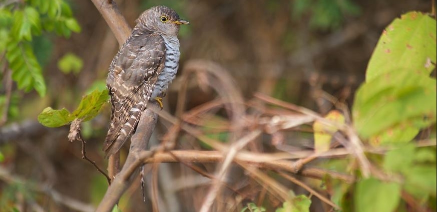 Birdlife around Mahale Mountains National Park