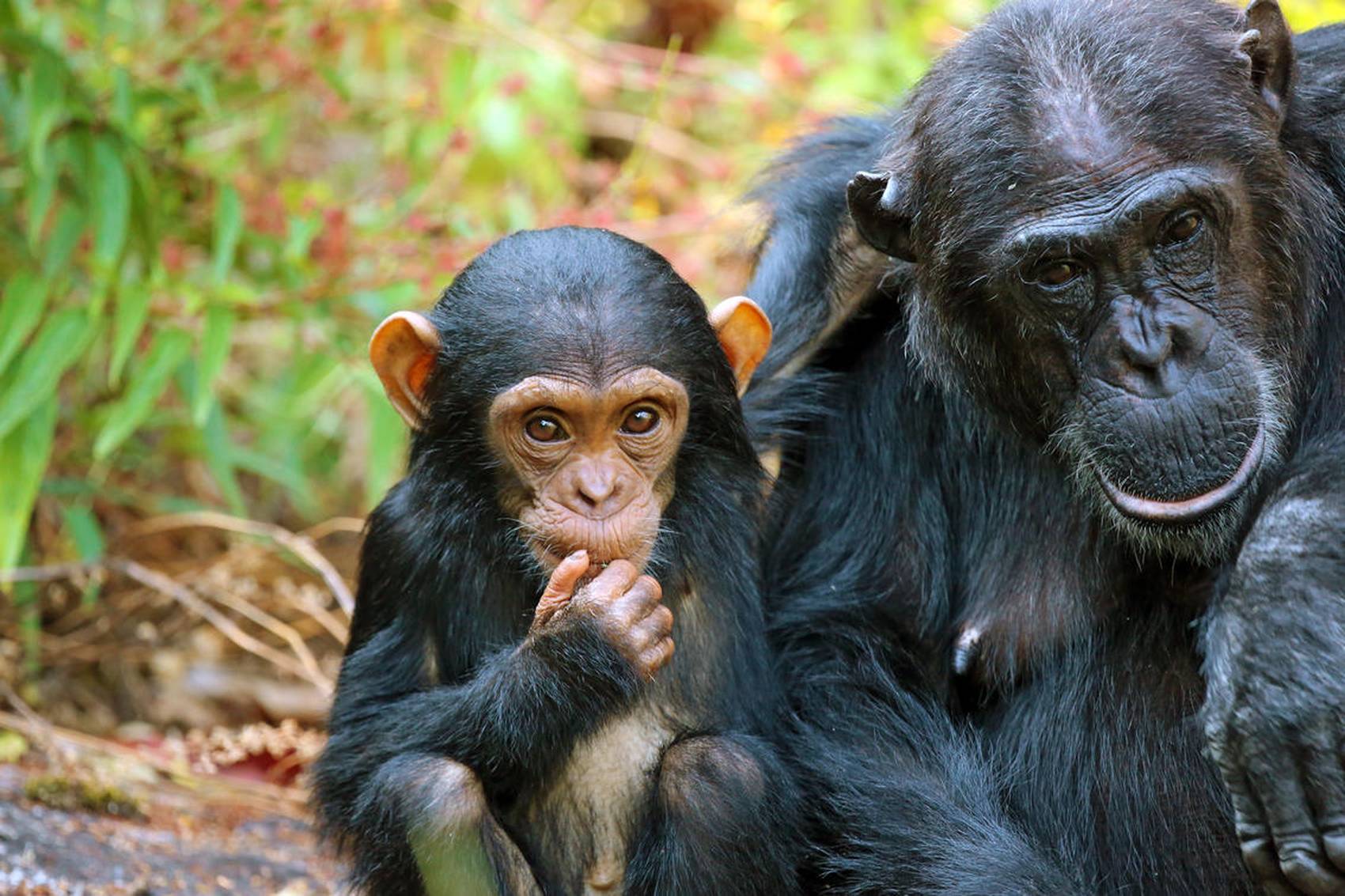 Chimpanzee trekking in Mahale Mountains National Park