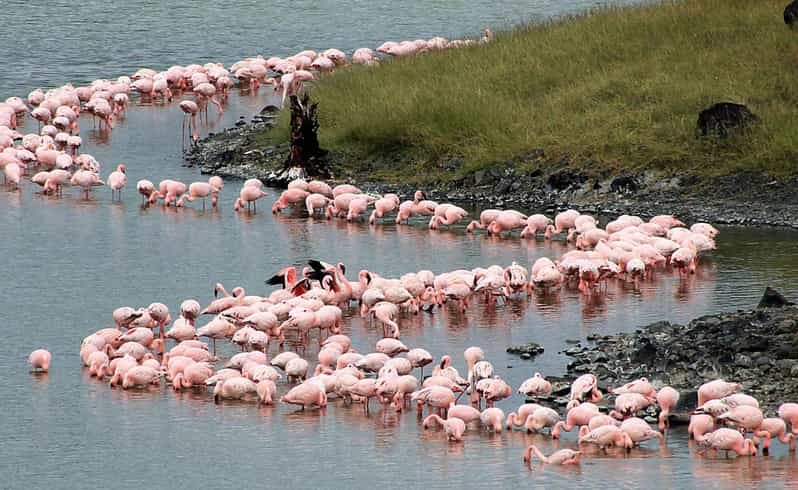 Birdlife around Lake Manyara