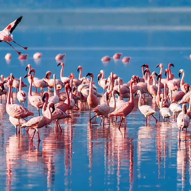 Birdwatching in Lake Manyara