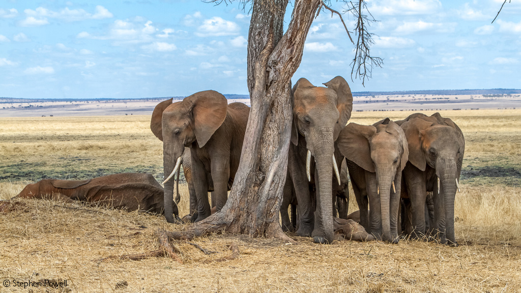 Elephants in Lake Manyara National Park