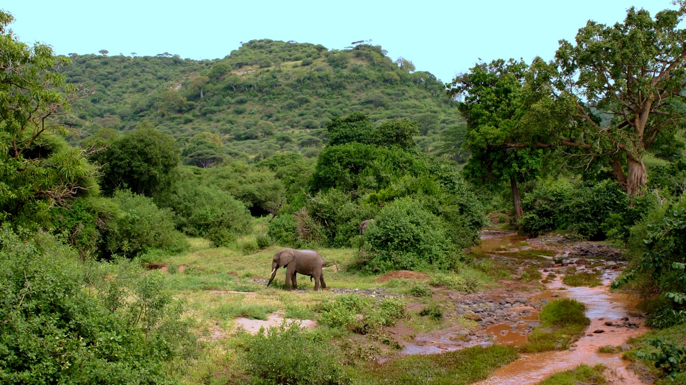 Groundwater forest in Lake Manyara National Park