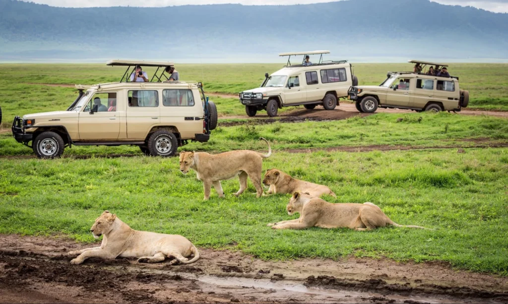 Game drive in Lake Manyara National Park