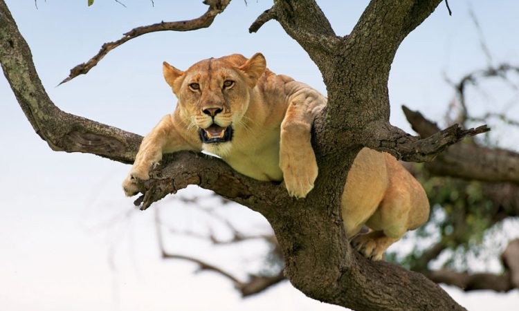 Lion in Lake Manyara National Park