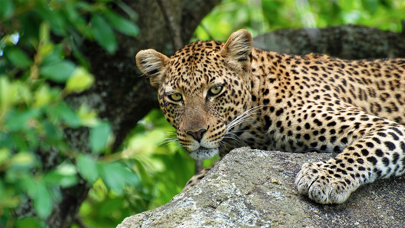 Safari photography in Lake Manyara
