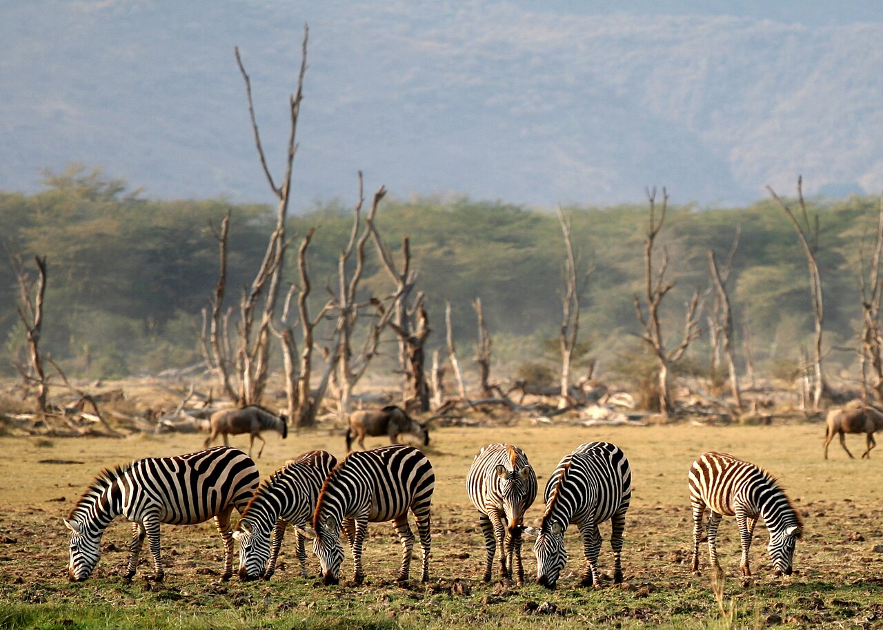 Wildlife and landscape in Lake Manyara National Park