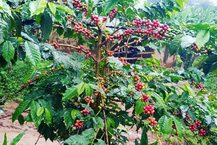 Traditional coffee experience in Materuni