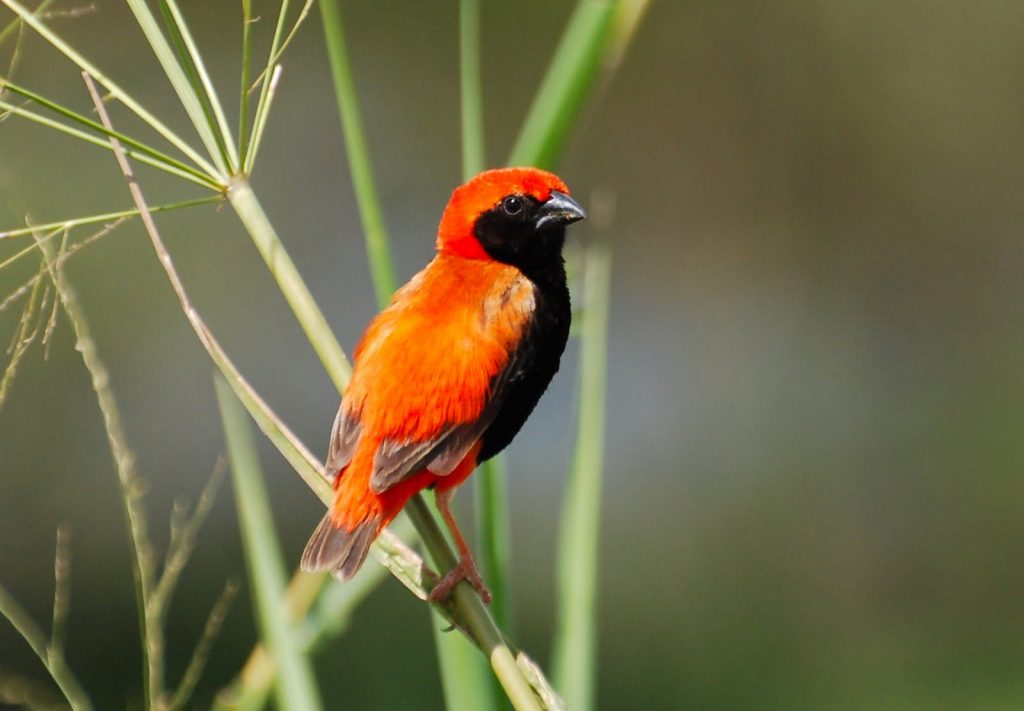 Birdlife in Mikumi National Park