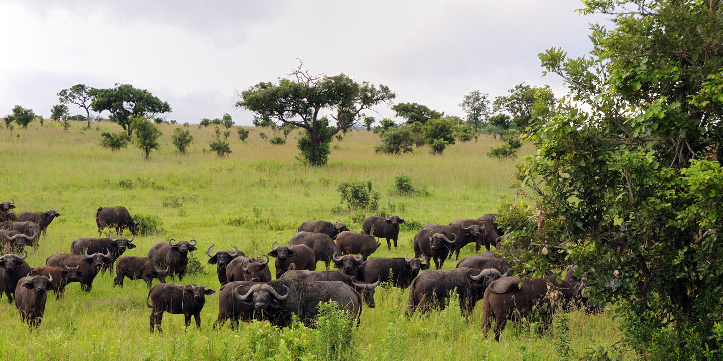 Buffalo in Mikumi National Park