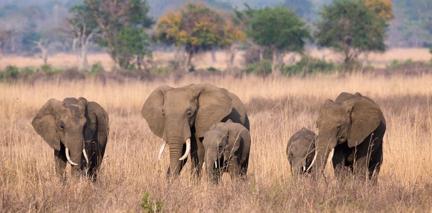Elephants in Mikumi National Park