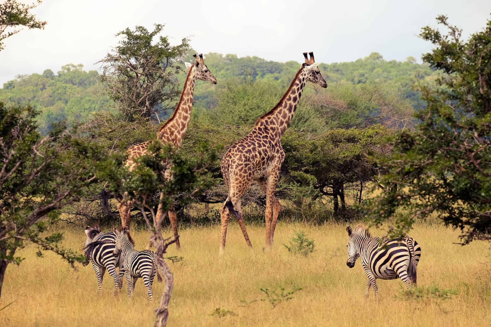 Giraffes and zebras in Mikumi