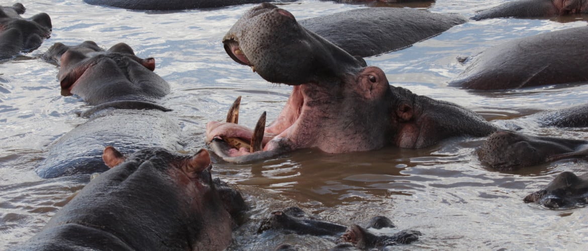Hippos in Mikumi National Park