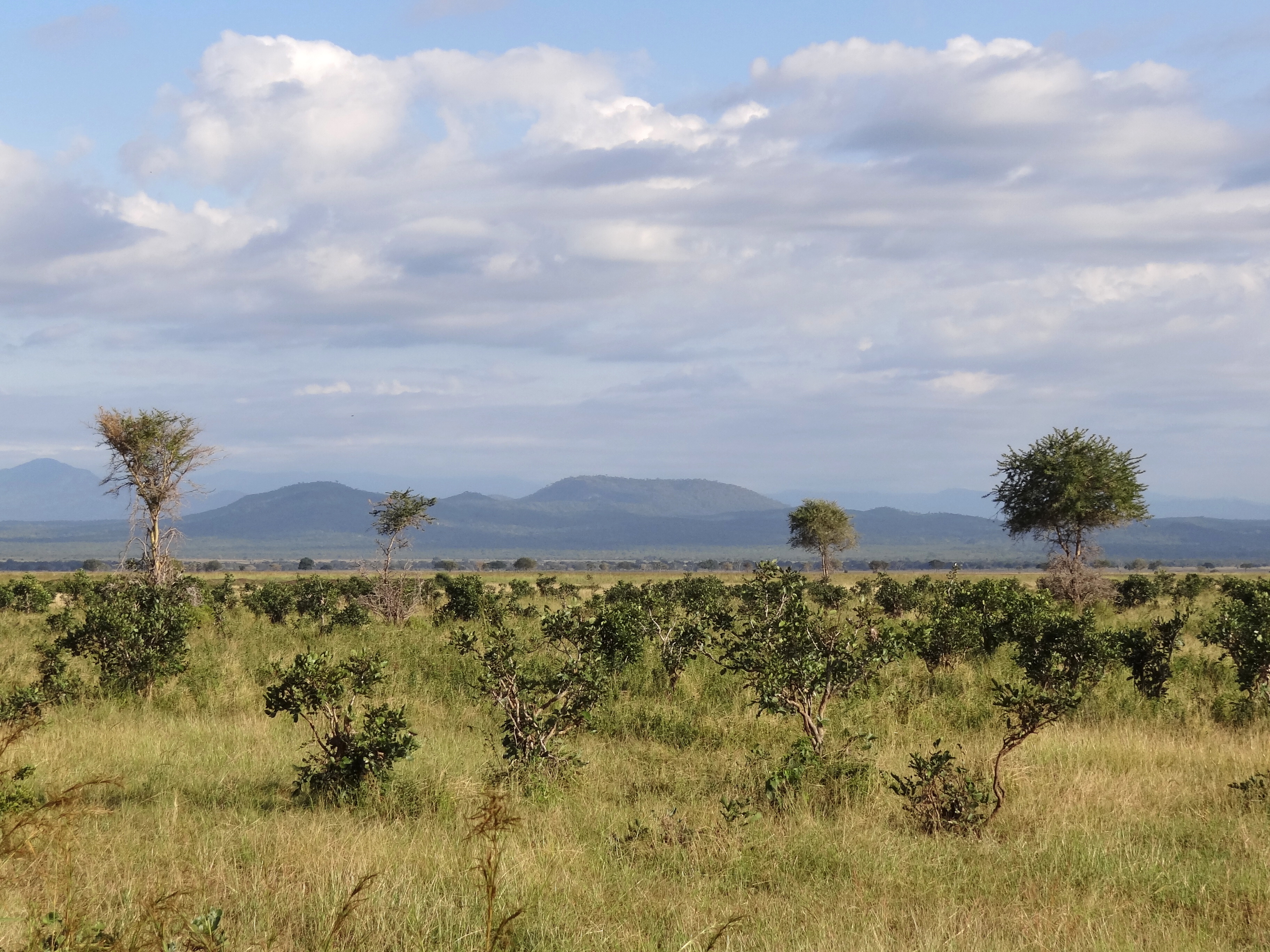 Mikumi National Park landscape