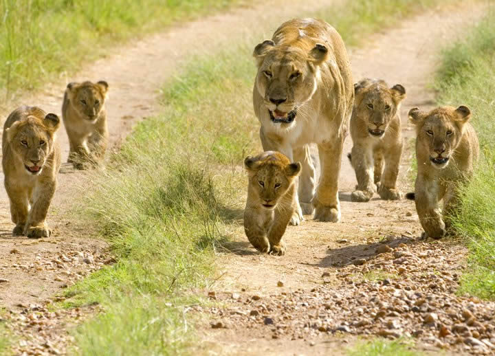 Lion in Mikumi National Park