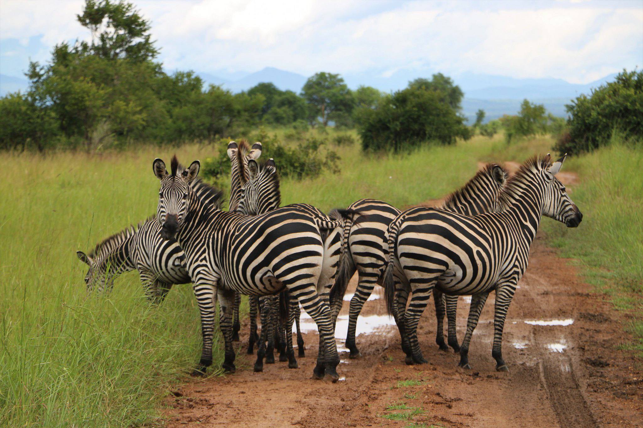 Wildlife photography in Mikumi