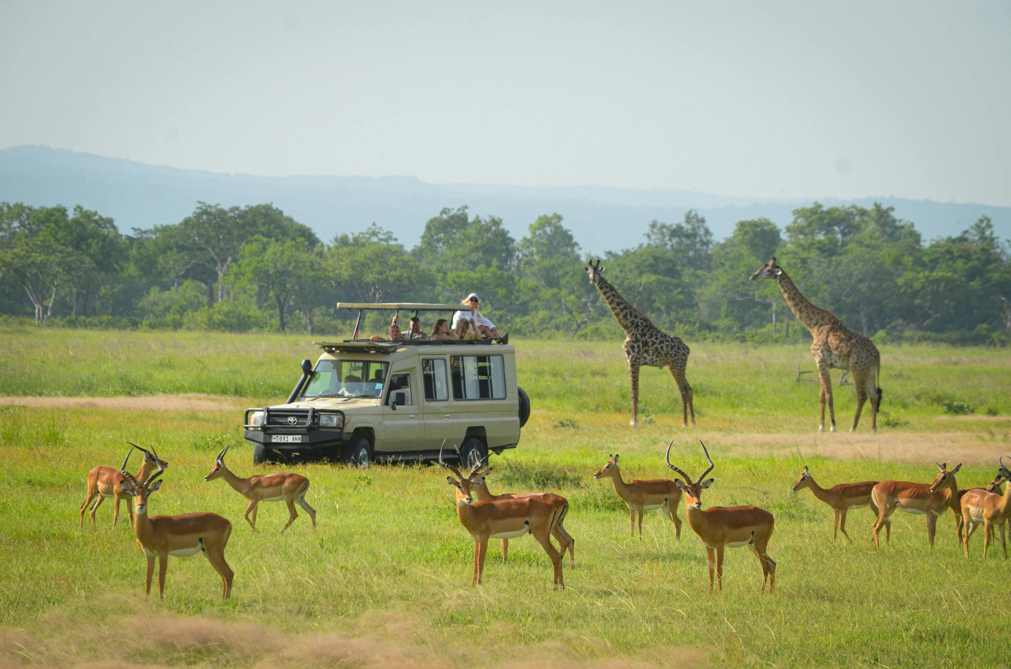 Safari landscape in Mikumi National Park