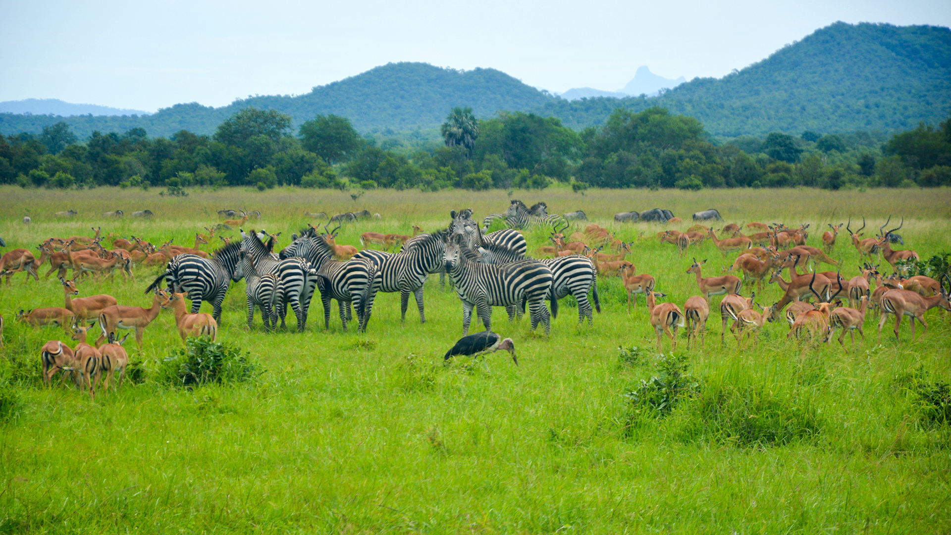Open savannah in Mikumi National Park
