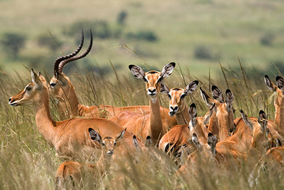 Wildlife in Mikumi National Park