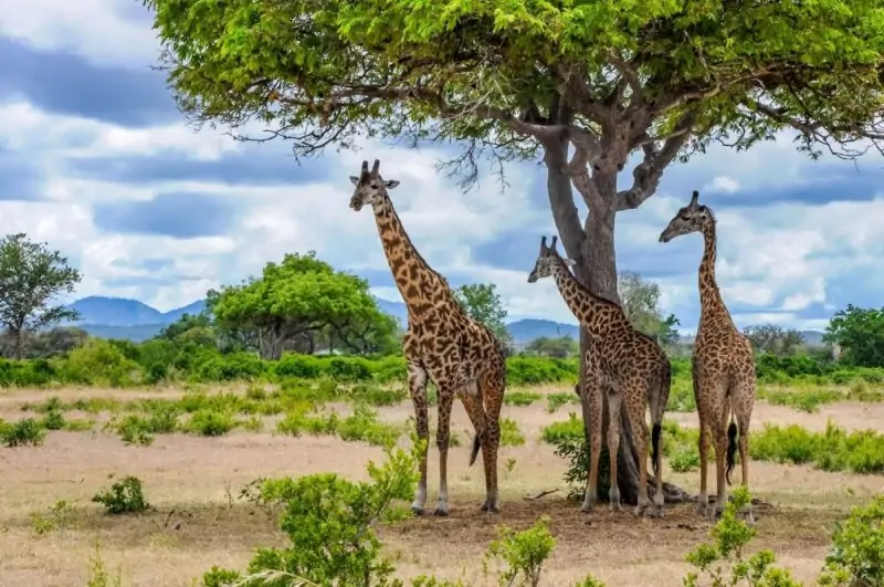 Mkata Plains in Mikumi National Park