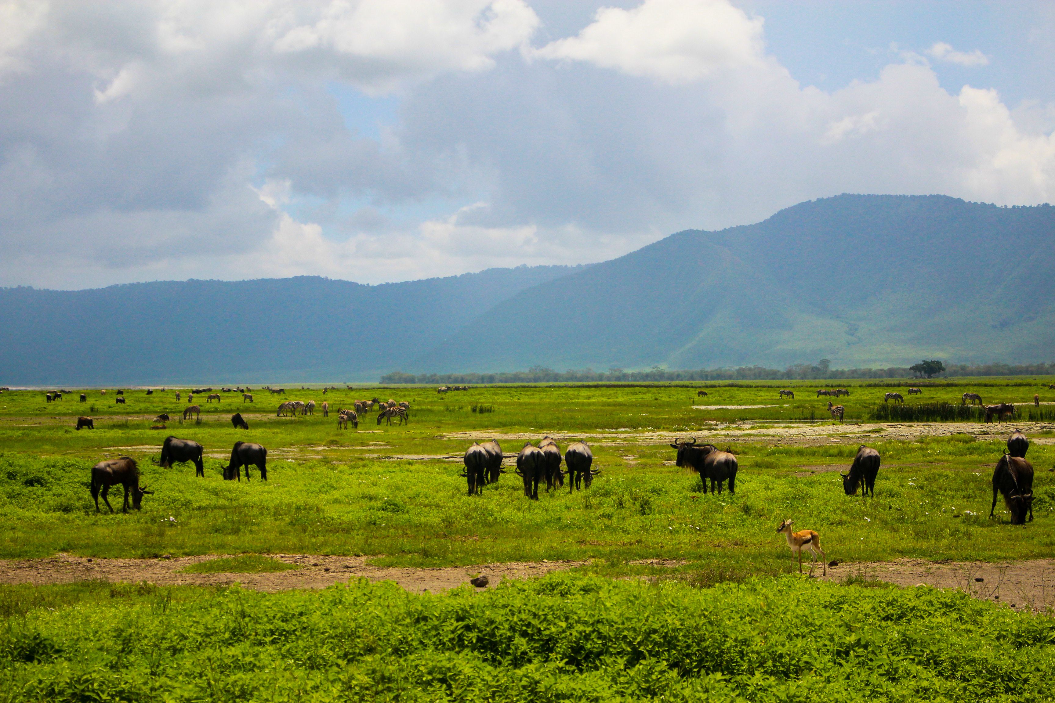 Ngorongoro Conservation Area landscape