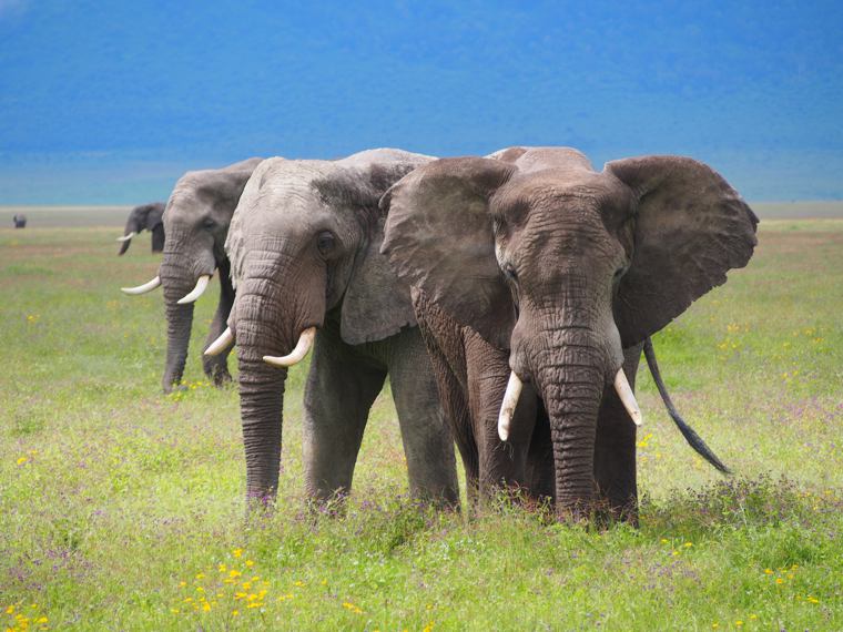 Elephants in Ngorongoro