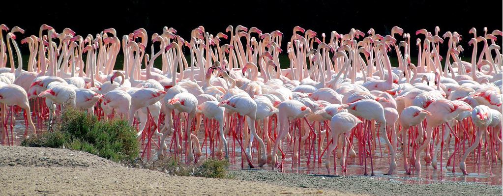 Flamingos in Ngorongoro