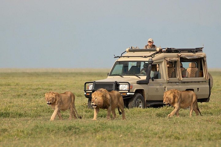 Game drive in Ngorongoro
