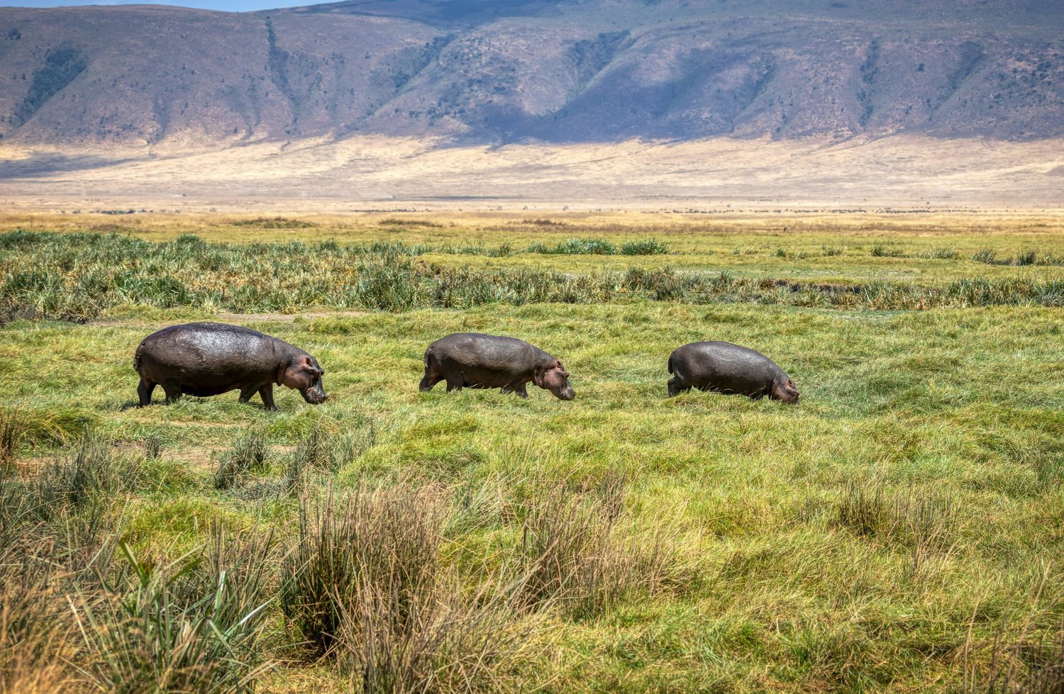 Hippos in Ngorongoro