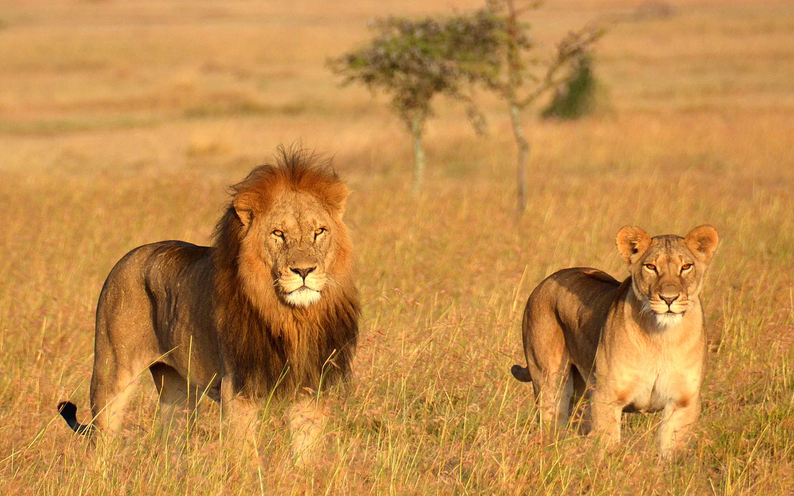 Lion in Ngorongoro