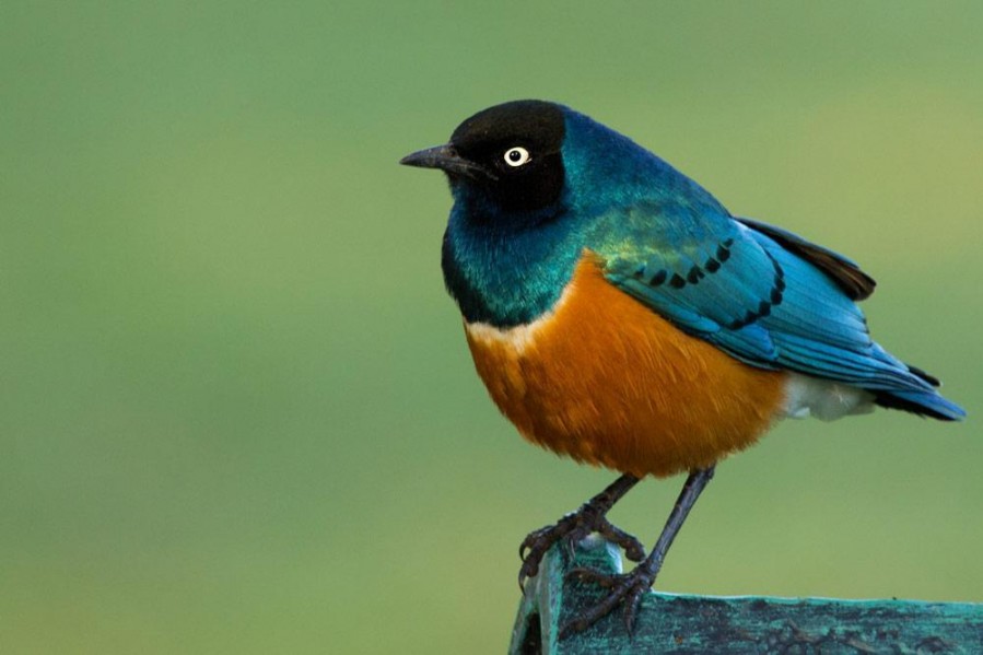 Wildlife photography in Ngorongoro