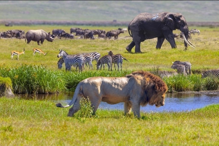 Wildlife viewing in Ngorongoro