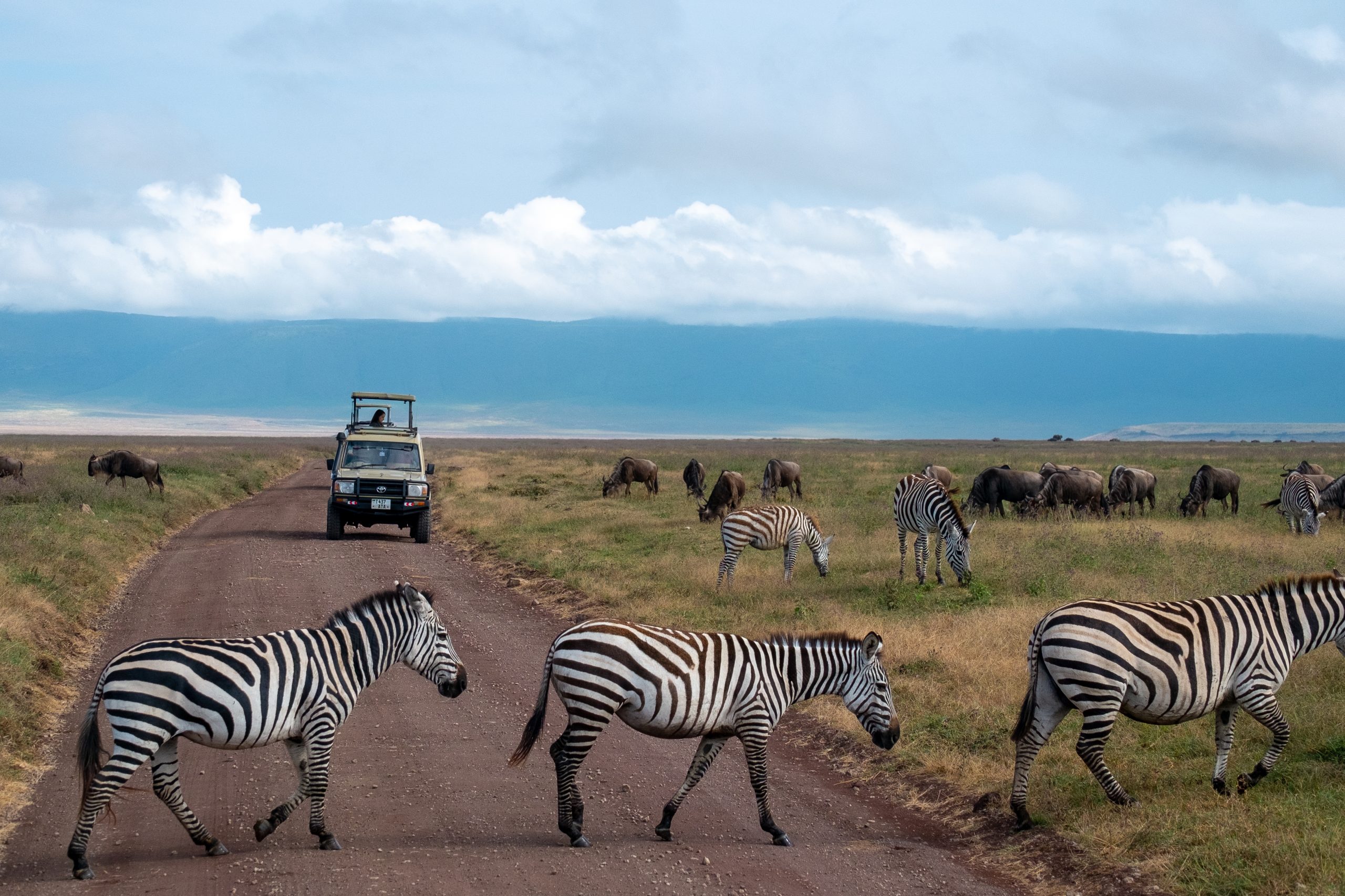 Wildlife in Ngorongoro