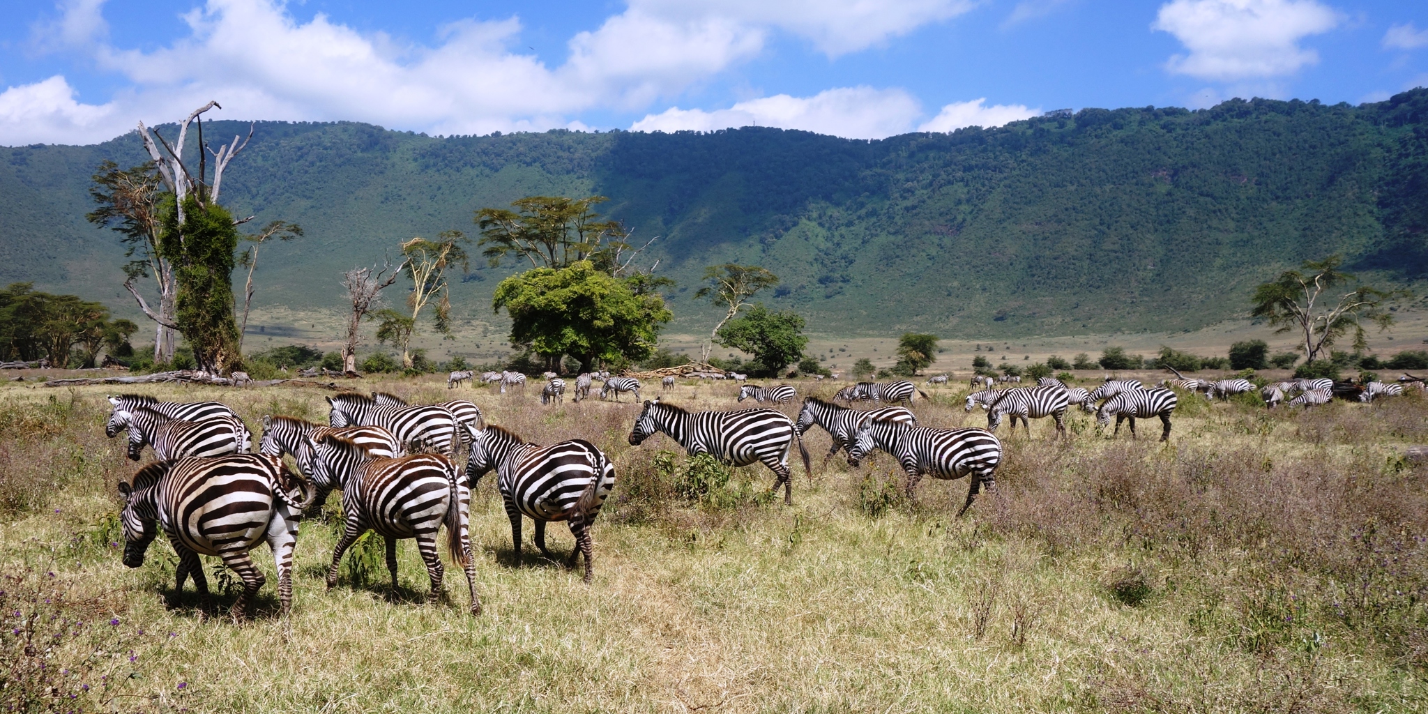 Zebras in Ngorongoro