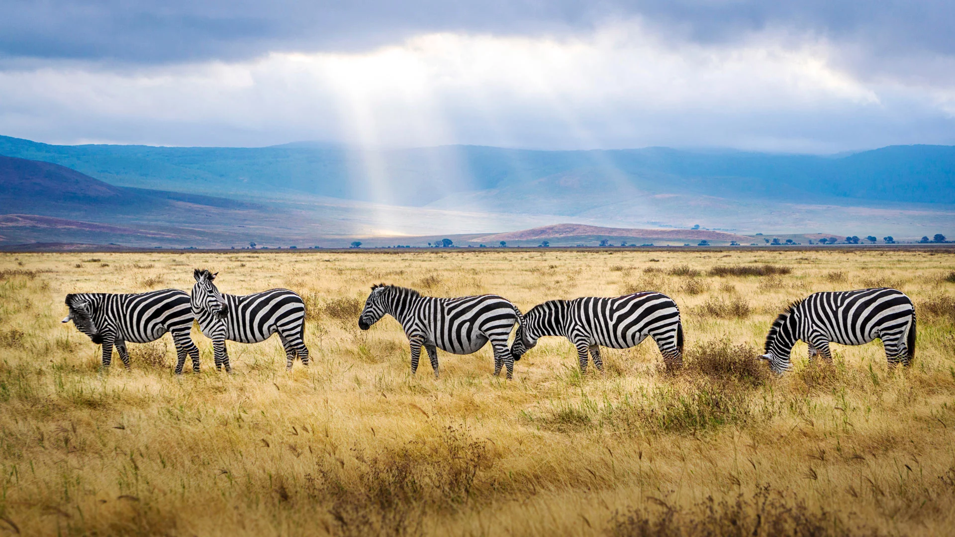 Northern Tanzania safari landscape